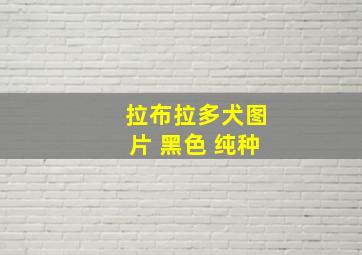 拉布拉多犬图片 黑色 纯种